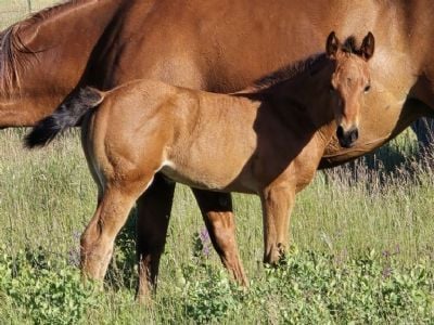 Whiskey Up Queen JW<BR>AQHA PENDING